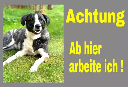 Hunde Ab hier arbeite ich! Bild