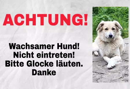 Hunde ACHTUNG! Wachsamer Hund Bild