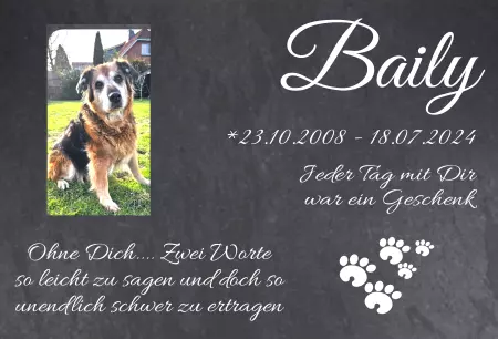  Hunde Baily Bild