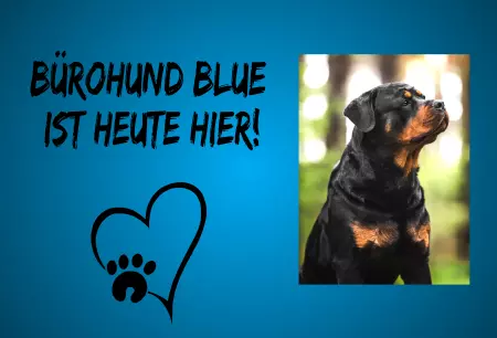 Hunde Bürohund Blue ist heute hier! Bild
