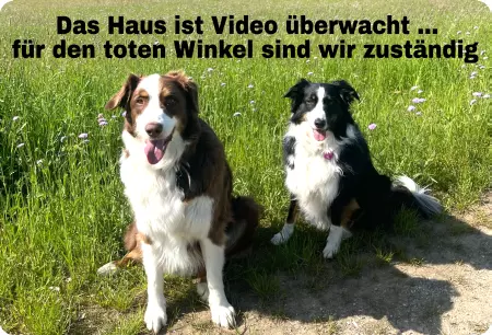 Hunde Das Haus ist Video überwacht Bild