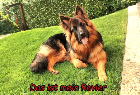  Hunde Das ist mein Revier Bild