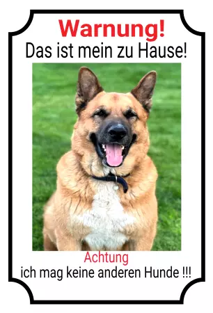  Hunde Das ist mein Zuhause Bild