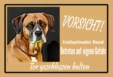  Hunde Freilaufender Hund Bild