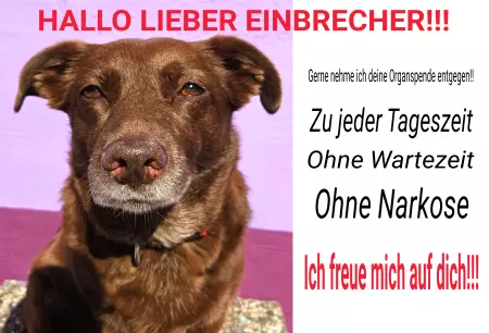  Hunde HALLO LIEBER EINBRECHER Bild