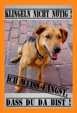  Hunde KLINGELN NICHT NÖTIG! Bild