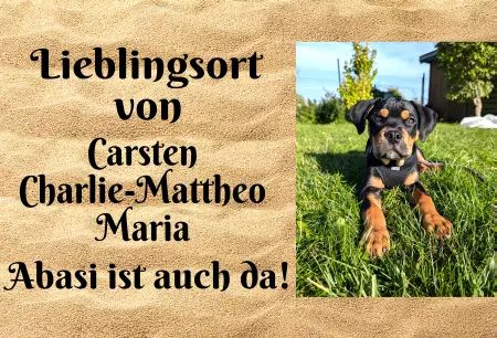  Hunde Lieblingsort Bild