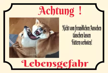  Hunde Nicht täuschen lassen! Bild