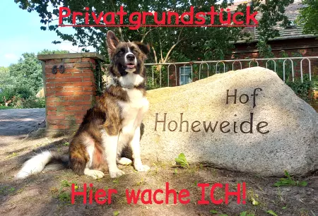 Hunde Privatgrundstück Bild