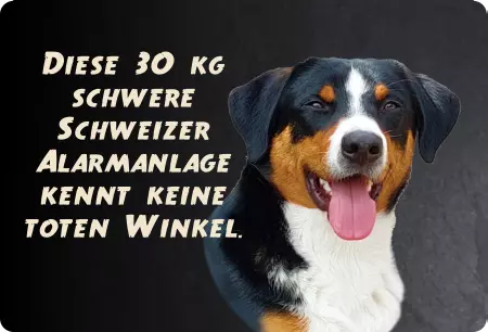  Hunde Schweizer Alarmanlage Bild