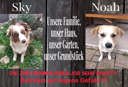 Hunde Sky & Noah Bild