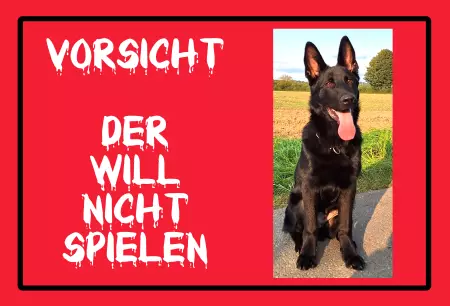 Hunde VORSICHT - Der will nicht spielen Bild