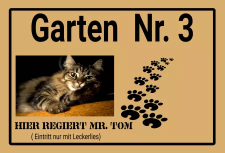 Katzen Hier regiert Mr. Tom Bild