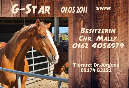  Pferde G-STAR Bild