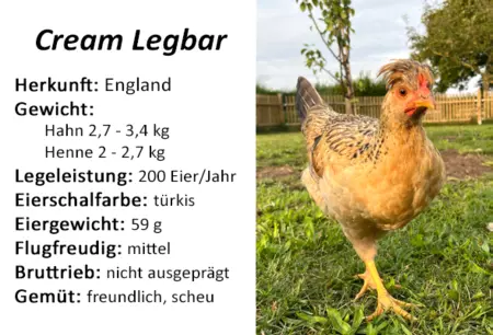 Tiere Cream Legbar Bild