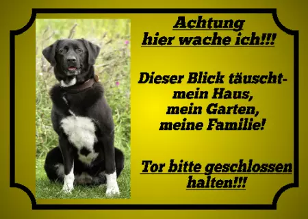Hunde Achtung hier wache ich!!! Bild