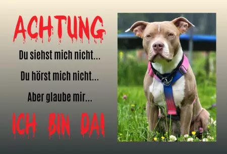 Hunde ACHTUNG - ICH BIN DA Bild