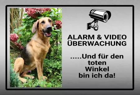 Hunde Alarm & Video Überwachung Bild