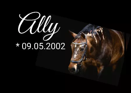  Hunde Ally Bild