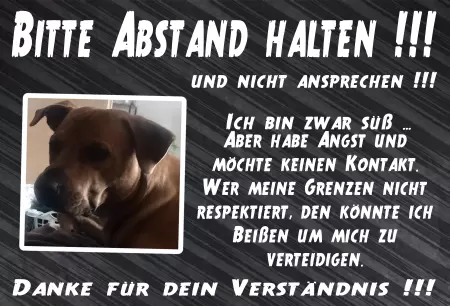 Hunde Bitte Abstand halten!!! Bild