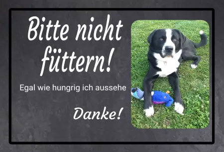 Hunde Bitte nicht füttern! Bild