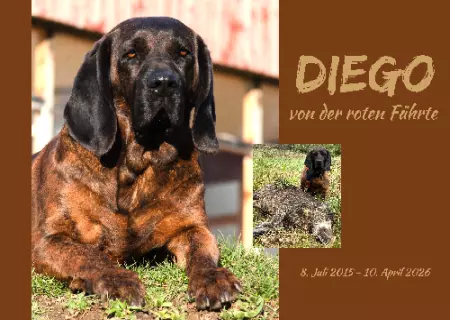  Hunde DIEGO Bild