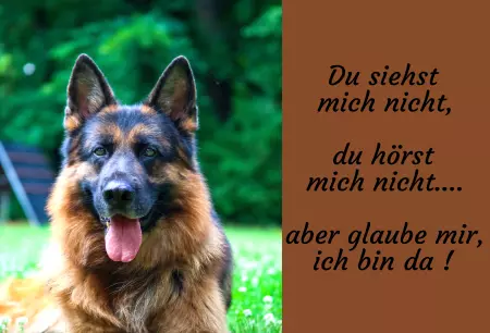 Hunde Du siehst mich nicht, du hörst mich nicht.... Bild