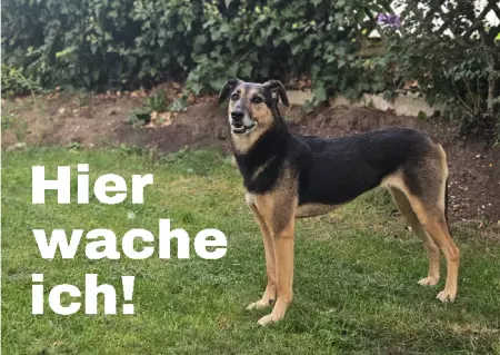  Hunde Hier wache ich! Bild