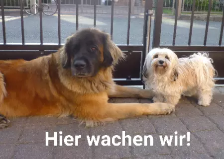 Hunde Hier wachen wir! Bild