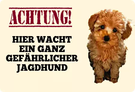 Hunde Hier wacht ein ganz gefährlicher Jagdhund Bild