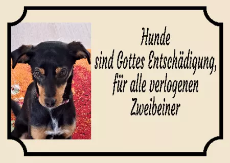 Hunde Hunde sind Gottes Entschädigung, ... Bild