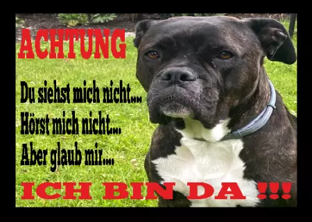  Hunde ICH BIN DA !!!!! Bild