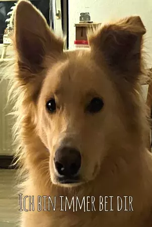Hunde Ich bin immer bei dir Bild