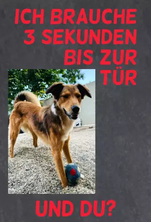 Hunde Ich brauche 3 Sekunden ... Bild