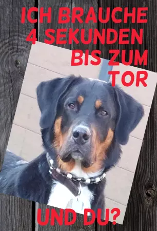 Hunde Ich brauche 4 Sekunden.... Bild