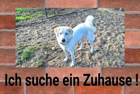 Hunde Ich suche ein Zuhause Bild