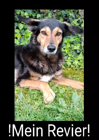  Hunde Mein Revier Bild