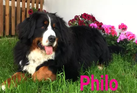 Hunde Philo Bild