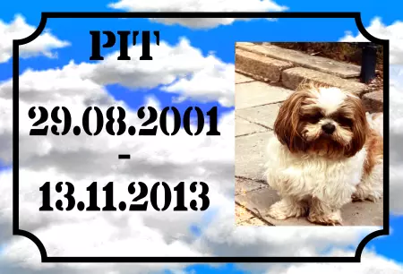 Hunde PIT Bild