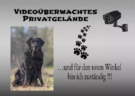  Hunde ... und für den toten Winkel bin ich zuständig!!! Bild