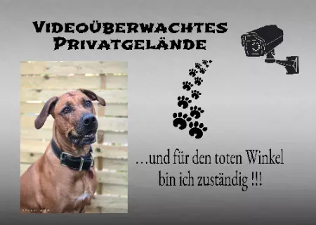 Hunde Videoüberwachtes Privatgelände Bild