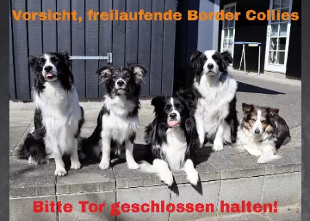 Hunde Vorsicht, freilaufende Border Collies Bild