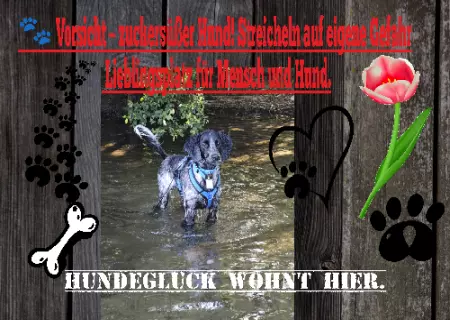 Hunde Vorsicht- zuckersüßer Hund! Bild