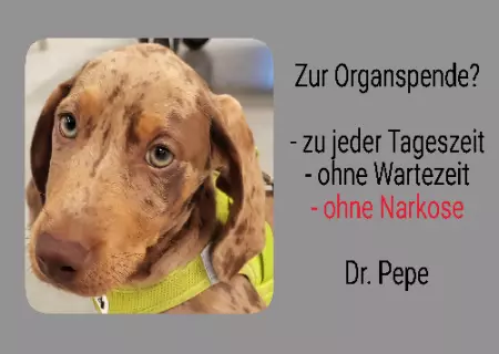  Hunde Zur Organspende? Bild