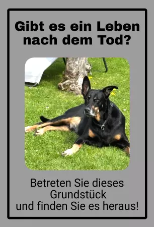  Katzen Gibt es Leben noch dem Tod? Bild