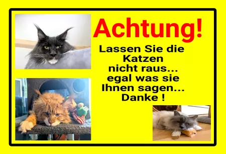 Katzen Katzen nicht raus lassen Bild