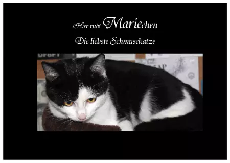 Katzen Mariechen Bild