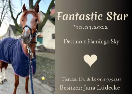 Pferde Fantastic Star Bild