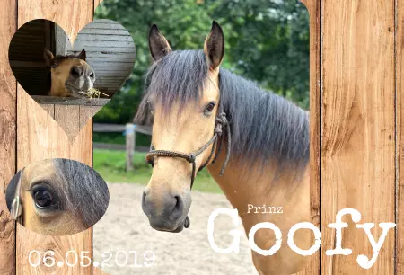 Pferde Prinz Goofy Bild