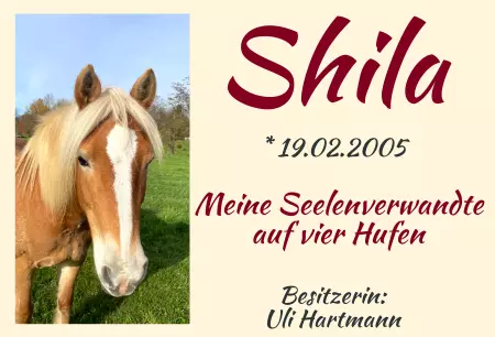 Pferde Shila - Meine Seelenverwandte Bild